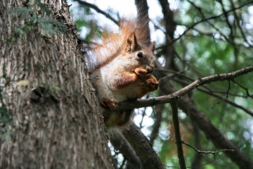 Squirrel in the Park, Voronezh, Russia