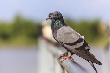 Flock of  Black Pigeon in a row