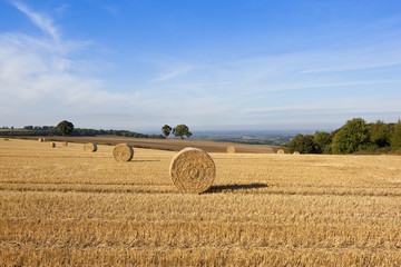 Fototapeta premium harvest time scenery