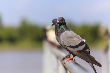 Flock of  Black Pigeon in a row