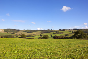 Fototapeta premium young mustard crop