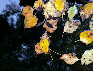 autumnal yellow leaves floating in water puddle after rain
