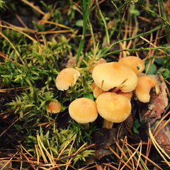 Bunch of honey agaric mushrooms in the moss. Close up photo. Autumn day. Northern nature. Valaam island, Karelia, Russia.
