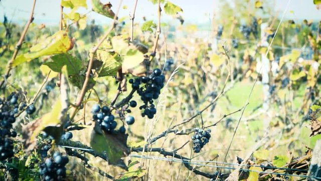 alter weingarten im herbstlicht mit blauen weintrauben