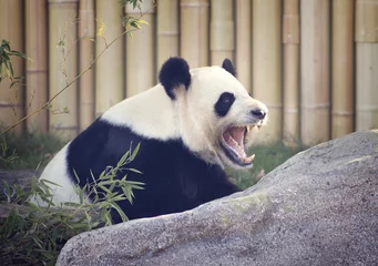 Crédence de cuisine en verre imprimé Panda Yawning Panda