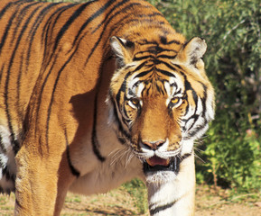 A Portrait of a Bengal Tiger in the Forest