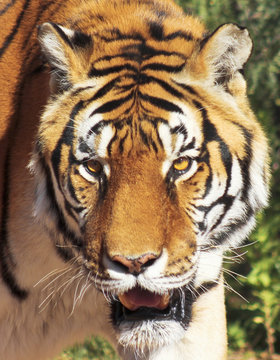 A Portrait of a Bengal Tiger in the Forest