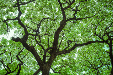 Under big tree with branch magnify