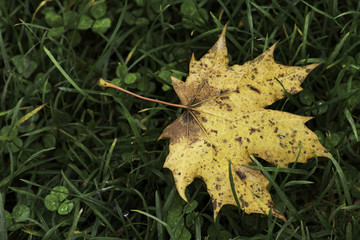 Beautiful fall colors in nature