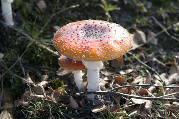 Fly agaric mushroom in nature during fall