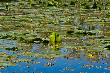 Water lilies on a surface of the lake on autumn