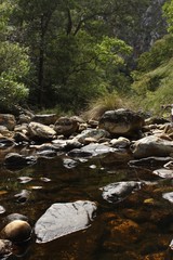 a rocky pond and forest in the background