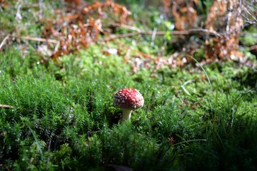 Champignons