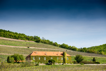 Vineyard with building