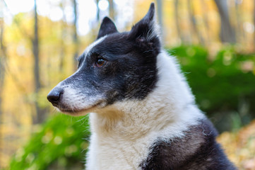 Portrait of a Russian European Laika dog in the autumn forest of Bulgaria