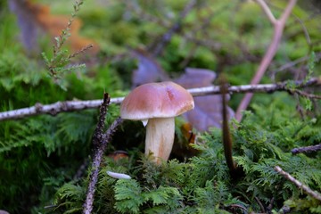 Champignons