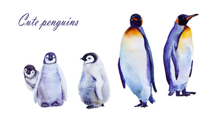 watercolor illustration. Emperor penguins. isolated on white background
