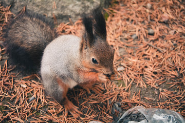 Семечки грызет