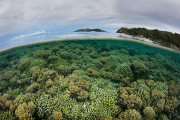 Healthy and Shallow Reef in Raja Ampat