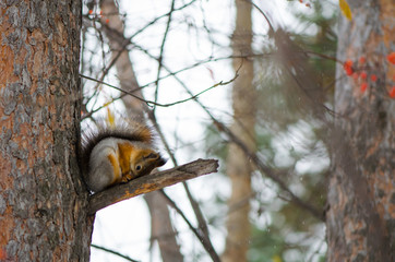 Белка на ветке