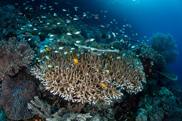 Small Fish and Coral Reef in Raja Ampat