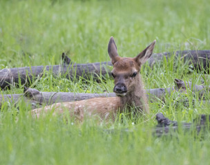 Almost Hidden - Mother elk hides her baby in the tall grass and scrub while she grazes for the family. 