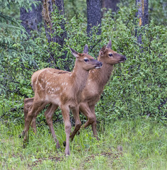 Babes in the Woods - Two newborn elk calf twins trot together through the woods and suddenly find themselves out in the open. Fortunately for me.
