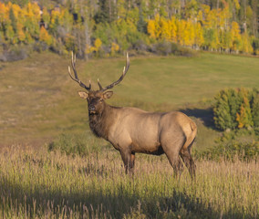 Big Bad Bull - A very large (6x6) bull elk watches over the herd of 30-40 cows in the early morning sunlight during the autumn rut.