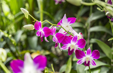 Fototapeta na wymiar Violet orchids of Thailand