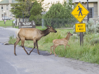 Cross at the Crosswalk - Mother elk teaches its newborn elk calf that it is safest to cross in the pedestrian walkway in Yellowstone National park.