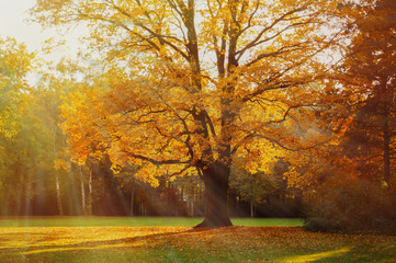 Fototapeta na wymiar Zauberhafte Landschaft im Herbst