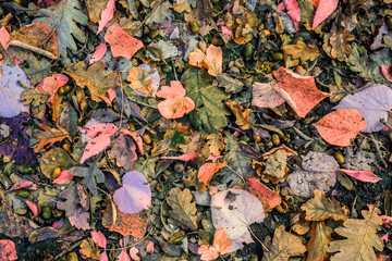 Autumn scene with walnuts and dry leaves on the ground, top view, Infrared filter.