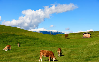 Fototapeta na wymiar View of colors of Dolomites in autumn with cows graze on a meado
