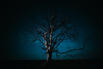 dead tree by night