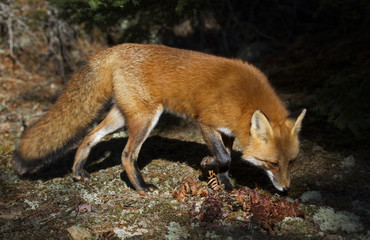 Red fox (Vulpes vulpes) hunting in Algonquin Park, Canada