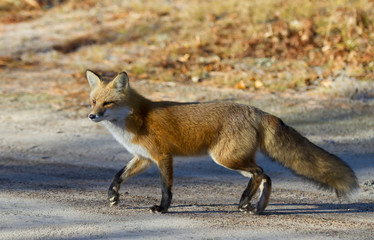 Red fox (Vulpes vulpes) hunting in Algonquin Park, Canada