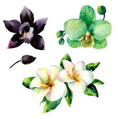 Watercolor floral set. - 124517446