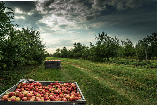 Apple Orchard