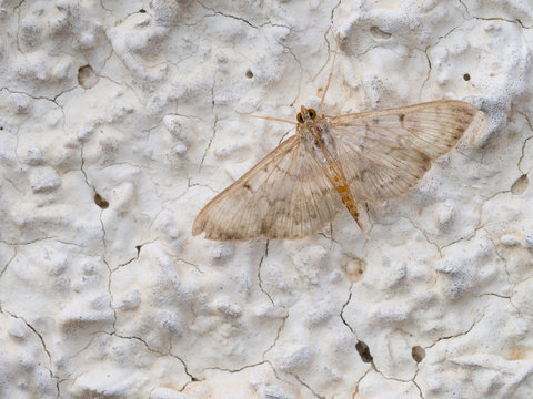 Mother of pearl moth on wall.