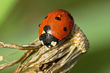 Red ladybug with dewdrops sitting on withered dandelion