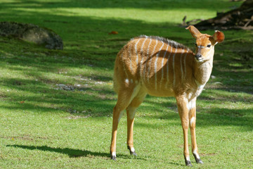 Female nyala