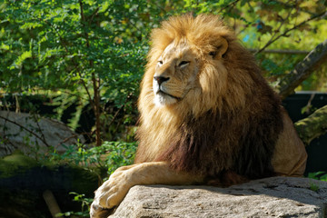 Fototapeta na wymiar The lion