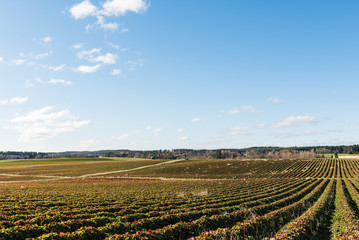 Strawberry field in autumn under blue sky with a few white clouds