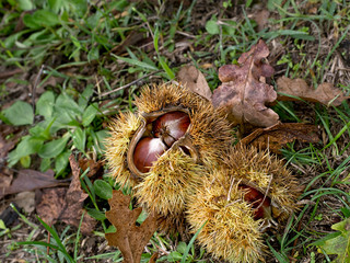 Sweet chestnut just opening. Catanea sativa.