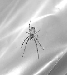 lumière sur l'araignée