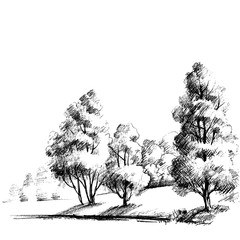 Fototapeta premium Forest sketch. Beautiful garden hand drawing