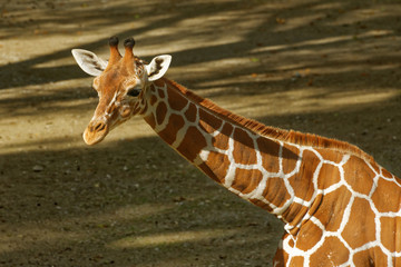 Obraz premium Giraffe