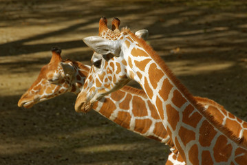 Obraz premium Giraffes