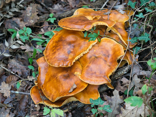 Omphalotus olearius aka Jack o'lantern mushroom.