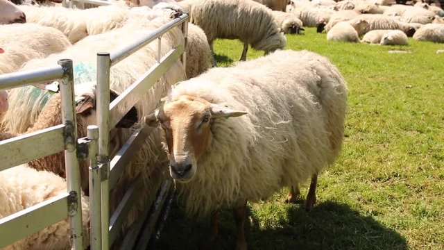 Sheep on a farm with sound of sheep bleating